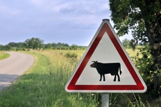 Warning sign, road sign for crossing cows, cattle, La Brenne, France, Europe