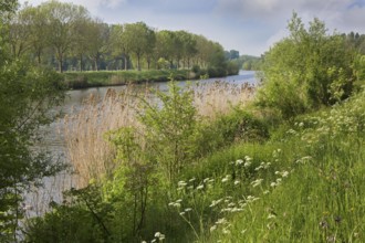 The river Scheldt, Scheldt in summer, Zevergem, East Flanders, Belgium, Europe