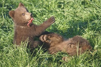 European Brown bears (Ursus arctos), Kittens, European brown bear