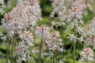 Heartleaved Foamflower (Tiarella cordifolia), Allegheny Foam flower, native to North America