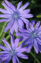 Common chicory (Cichorium intybus), Chicory (Compositae), Common chicory in flower