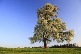 Pear tree in bloom ( Pyrus pyraster) , Pear tree, Switzerland, Europe