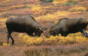 Elks (Alces alces), fighting bulls, Denali national park, Alaska, USA, North America