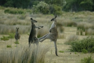 Eastern Grey Kangaroos (Macropus giganteus) Australia