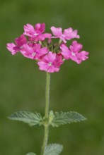 Vervain (Verbena hybride), Verbene, Blumen, flowers, Gartenpflanzen, garden plants,