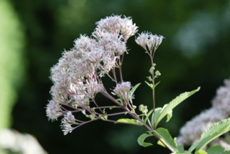 Hemp Agrimony (Eupatorium cannabinum), Water Wort, Flowers, Garden Plants, Headed Flowering Plants,