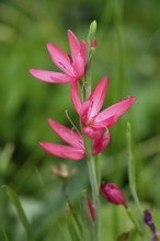 Kaffir Lily (Schizostylis coccinea), Crimson Flag