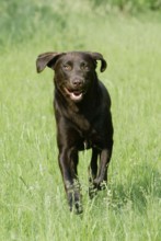 Labrador Retriever, brown, Labrador Retriever, brown, mammals, mammals, animals, domestic dog,