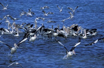 Australian australian pelican (Pelecanus conspicillatus) and gulls, Kangaroo Island, Australia,