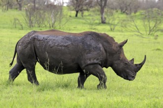 White rhinoceros (Ceratotherium simum), Sabi Sabi Game Reserve, Kruger National Park, South Africa,