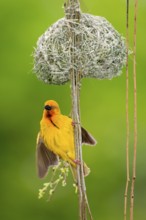 Cape weaver, male at nest, South Africa (Textor capensis)