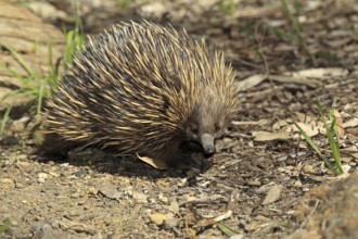 Short-beaked echidna (Tachyglossus aculeatus), South Australia, echidna, egg-laying mammals