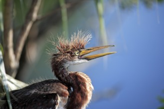 Tricolored heron (Egretta tricolor), juvenile, Florida, heron, lateral, USA, North America