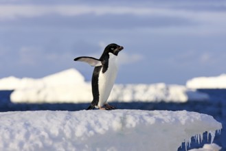 Adelie Penguin (Pygoscelis adeliae), adult on ice floe, Antarctica, Devil Island, Weddell Sea,