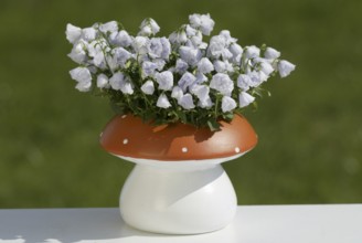 Bellflowers (Campanula) in pot