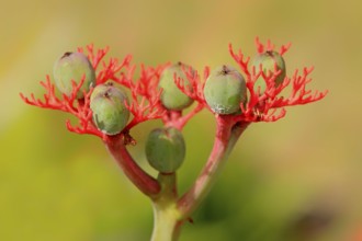 Jatropha, Nosy Komba (Jatropha podagrica), Madagascar, Africa