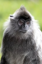 Silver leaf monkey, Labuk Bay, Sabah, Borneo (Presbytis cristatus), Silvery silvery lutung