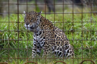 Jaguar (Panthera onca) with radio collar sitting behind iron bars, captive, breeding station of the