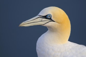 Gannets, Helgoland, Schleswig-Holstein, Germany, Europe