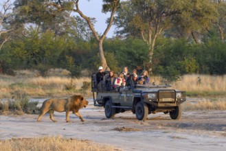 Tourists watching a Lion (Panthera leo), male passing Jeep, Khwai region, North-West District,