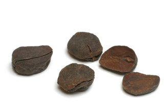 Kola nuts ( Cola nitida)