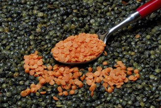 Green and red Lentils (Lens culinaris) with spoon