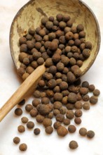 Allspice (Pimenta dioica officinalis) clove pepper, Jamaica pepper, new spice, four spice, koerner