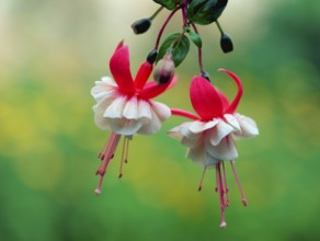 Fuchsia (fuchsia hybrids)