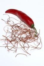 Chili pod and chili threads, chili pepper pepper (Capsicum annuum) , chili pepper, chili pepper,