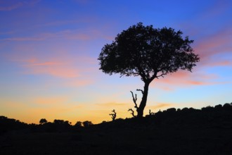 Cork oak, Quercus suber, Sierra de Andujar National Park, Andalusia, Spain, Europe