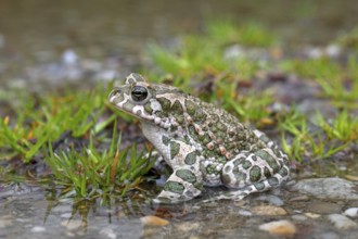 European european green toad (Bufo viridis) (Pseudepidalea virdis), Austria, Europe