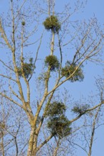 European mistletoe (Viscum album), common mistletoe, hemiparasite growing on poplar branches in