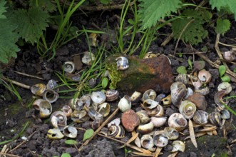 Anvil stone and broken shells of grove snails, favourite food of the song thrush (Turdus