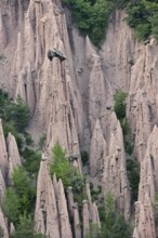 The earth pyramids, fairy chimneys of Longomoso, Lengmoos, Monti di Mezzo on the Renon plateau,