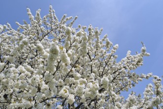 Cherry tree blossoming (Prunus avium) (Cerasus avium) against blue sky, Haspengouw, Belgium, Europe