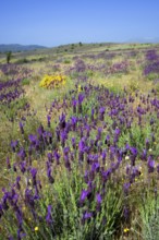 French lavender, Spanish lavender (Lavandula stoechas), topped lavender in flower