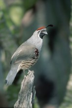 Gambel's Quail (Callipepla gambelii), male, Sonora desert, Arizona, USA, North America