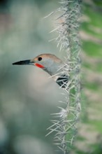 Common Flicker looking out of Saguaro cactus, Sonora desert, Arizona, USA (Colaptes auratus)