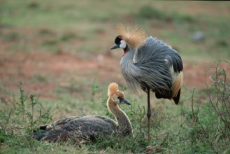 Crowned Crane with young, South_Africa (Balearica pavonina regulorum)