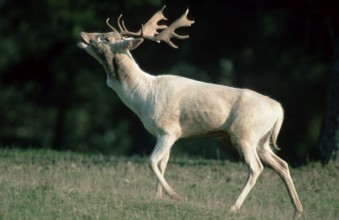 White Fallow Deer (Dama dama), male, belling, side