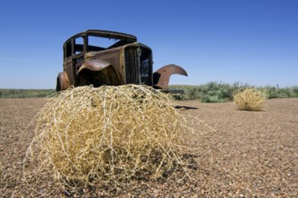 Old rusty car and spiny Russian thistle, windwitch (Kali tragus) (Salsola tragus) (Salsola