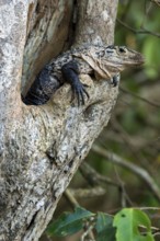 Black spiny-tailed iguana (Ctenosaura similis), black iguana, black ctenosaur in tree cavity, Costa