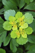 Opposite-leaved golden-saxifrage (Chrysosplenium oppositifolium), Saxifrage in flower