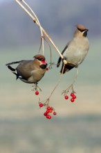 Bohemian Waxwings (Bombycilla garrulus) picking Common Snowball berries, Lower Saxony, Germany,