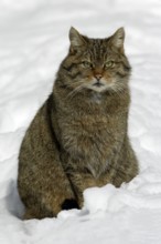 European wildcat (Felis silvestris)