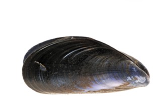 Common (Mytilus edulis) mussel, blue mussel shells on white background