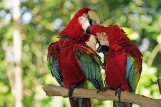 Red-and-green macaws (Ara chloroptera), pair