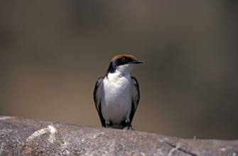 Wire-tailed Swallow, Chobe National Park, Botswana (Hirundo smithii)