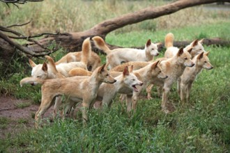 Dingos (Canis familiaris dingo) Australia