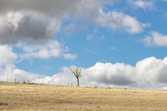 Small tree in the desolate countryside on a sunny summer day. Cevennes, France, Europe